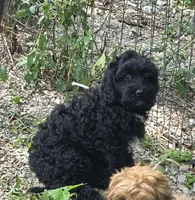 Onyx, a female Cockapoo and Poodle - Toy  for sale in Russellville, KY – 1 of 3
