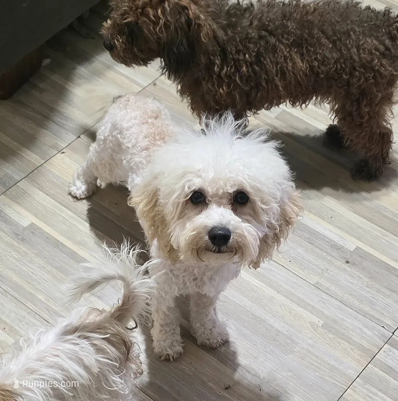Princess fluff – Cockapoo, Poodle - Toy  puppy for sale in Russellville, KY