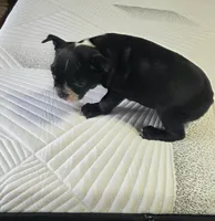 Bossy, a female Boston Terrier for sale in Russellville, KY – 3 of 7
