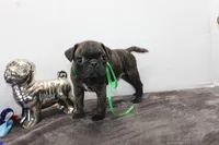 Tank, a male Boston Terrier and Pug for sale in Russellville, KY – Photo 5 of 5