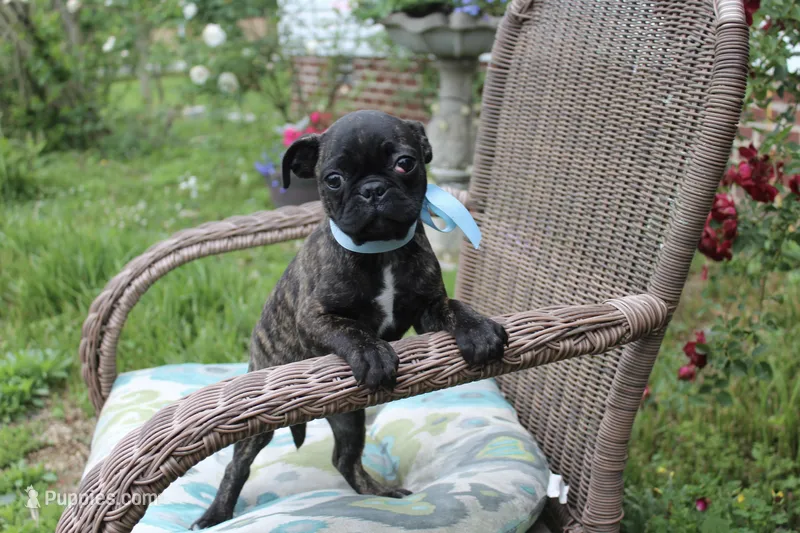 Tank – Boston Terrier, Pug puppy for sale in Russellville, KY