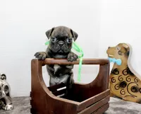 Tank, a male Boston Terrier and Pug for sale in Russellville, KY – Photo 3 of 5