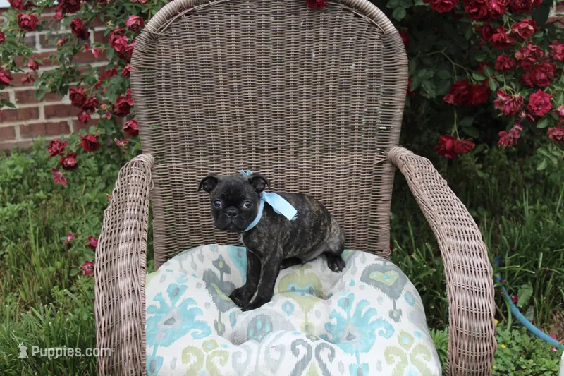 Tank – Boston Terrier, Pug puppy for sale in Russellville, KY