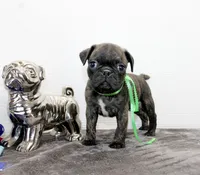 Tank, a male Boston Terrier and Pug for sale in Russellville, KY – Photo 2 of 5