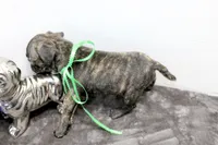 Tank, a male Boston Terrier and Pug for sale in Russellville, KY – Photo 4 of 5