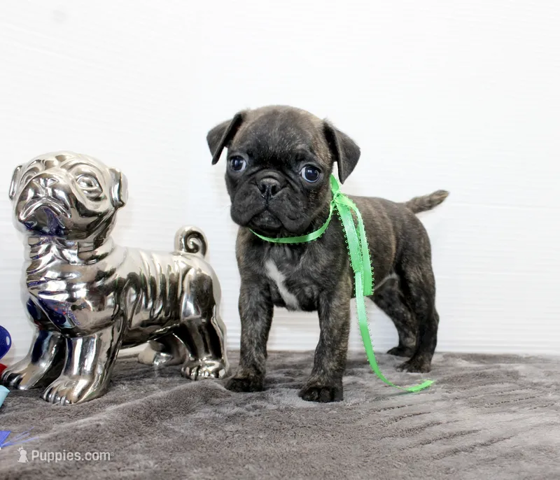 Tank – Boston Terrier, Pug puppy for sale in Russellville, KY