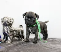 Tank, a male Boston Terrier and Pug for sale in Russellville, KY – Photo 1 of 5