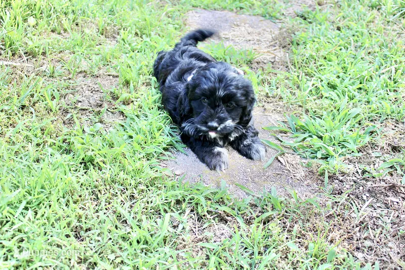 Stella (merel) – Cockapoo, Poodle - Toy  puppy for sale in Russellville, KY
