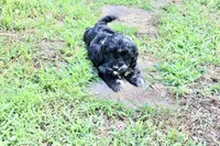 Stella (merel), a female Cockapoo and Poodle - Toy  for sale in Russellville, KY – 7 of 7