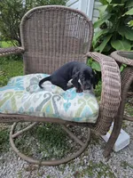 Weiner Dan, a male Miniature Dachshund for sale in Russellville, KY – 6 of 10
