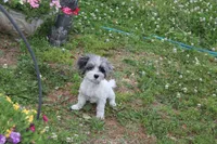  Gucci  (blue Merle parti), a male Maltipoo and Maltese for sale in Russellville, KY – 7 of 7