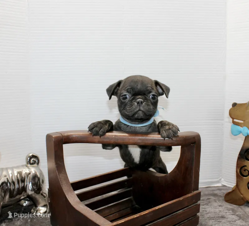 Peewee – Boston Terrier, Pug puppy for sale in Russellville, KY