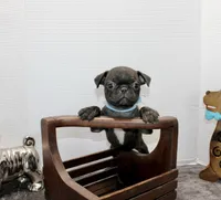 Peewee, a male Boston Terrier and Pug for sale in Russellville, KY – Photo 1 of 5