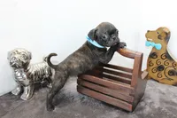 Peewee, a male Boston Terrier and Pug for sale in Russellville, KY – Photo 5 of 5