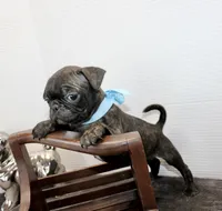 Peewee, a male Boston Terrier and Pug for sale in Russellville, KY – Photo 3 of 5