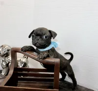 Peewee, a male Boston Terrier and Pug for sale in Russellville, KY – Photo 2 of 5