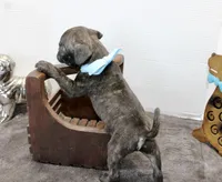 Peewee, a male Boston Terrier and Pug for sale in Russellville, KY – Photo 4 of 5