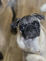 Goose "purebred", a male Pug for sale in Russellville, KY – 1 of 5
