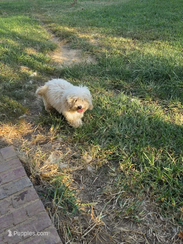 Princess fluff – Cockapoo, Poodle - Toy  puppy for sale in Russellville, KY
