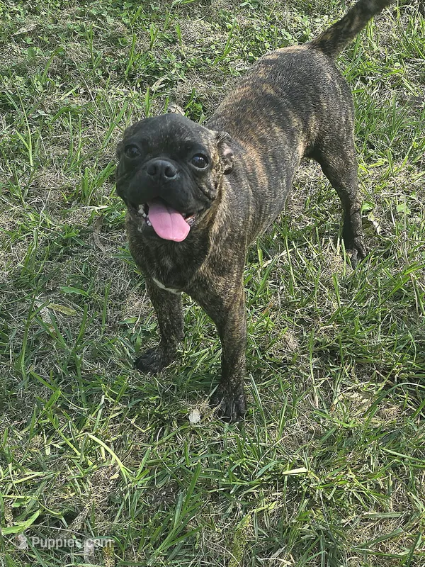 Roody – Boston Terrier, Bugg puppy for sale in Russellville, KY