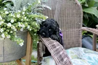 Onyx, a female Cockapoo and Poodle - Toy  for sale in Russellville, KY – 1 of 7