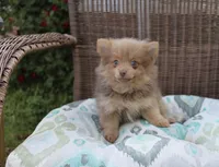 Kit Kat, a male Pomeranian for sale in Russellville, KY – Photo 3 of 8