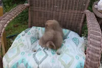 Kit Kat, a male Pomeranian for sale in Russellville, KY – Photo 7 of 8