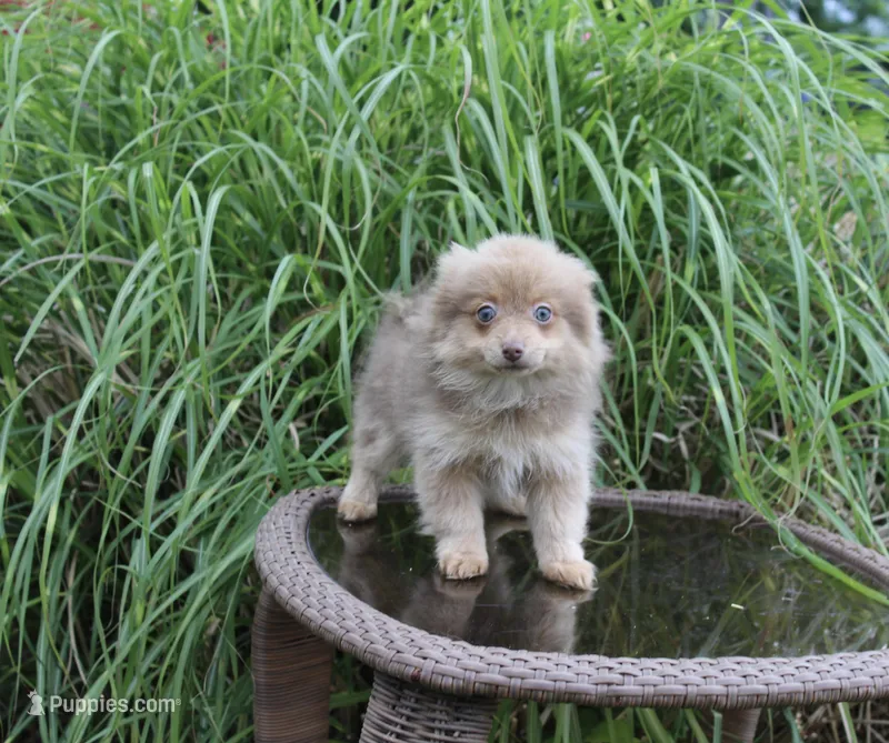Delilah – Pomeranian puppy for sale in Russellville, KY