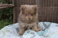 Kit Kat, a male Pomeranian for sale in Russellville, KY – Photo 1 of 8