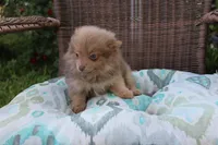 Kit Kat, a male Pomeranian for sale in Russellville, KY – Photo 4 of 8