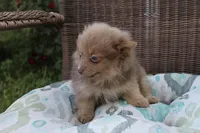 Kit Kat, a male Pomeranian for sale in Russellville, KY – Photo 2 of 8