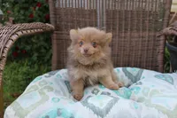 Kit Kat, a male Pomeranian for sale in Russellville, KY – Photo 5 of 8