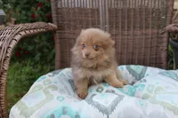 Kit Kat, a male Pomeranian for sale in Russellville, KY – Photo 6 of 8