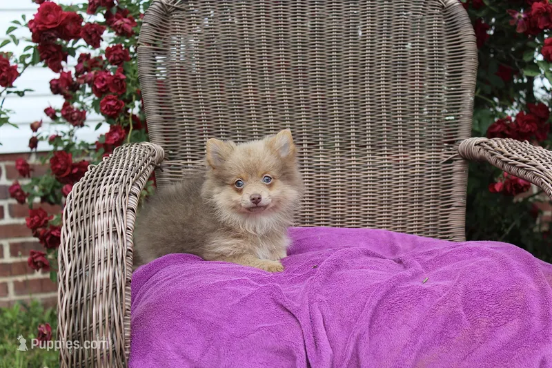 Delilah – Pomeranian puppy for sale in Russellville, KY