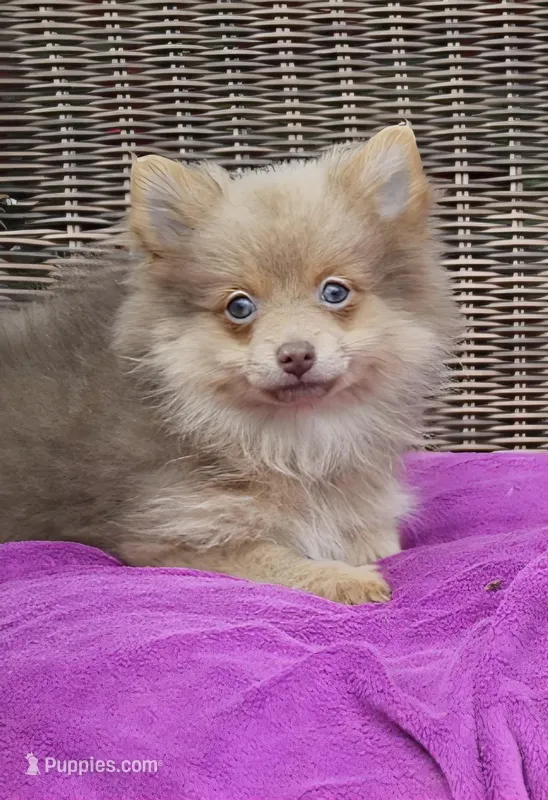 Delilah – Pomeranian puppy for sale in Russellville, KY