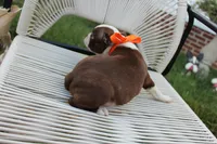 Spud, a male Boston Terrier for sale in Russellville, KY – 4 of 8