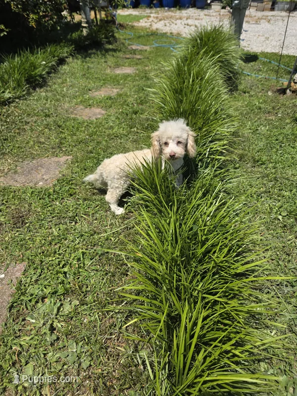 Tiny Tim toy size green eyes – Poodle - Toy , Miniature Aussiedoodle puppy for sale in Russellville, KY