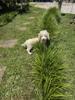Tiny Tim toy size green eyes, a male Poodle - Toy  and Miniature Aussiedoodle for sale in Russellville, KY – 7 of 10