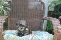 Patches  (blue merel), a female Cockapoo and Poodle - Toy  for sale in Russellville, KY – 4 of 6