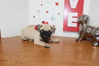 Pugetta, a female Pug for sale in Russellville, KY – 6 of 7