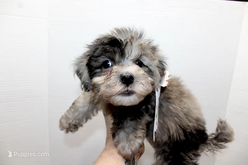 Milo – Maltese, Poodle - Toy  puppy for sale in Russellville, KY