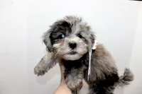 Milo, a male Maltese and Poodle - Toy  for sale in Russellville, KY – Photo 3 of 7