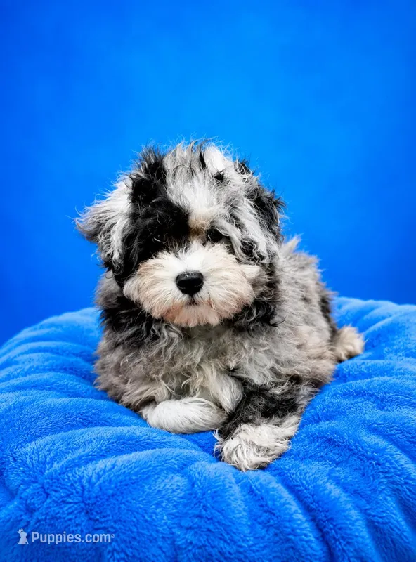 Milo – Maltese, Poodle - Toy  puppy for sale in Russellville, KY