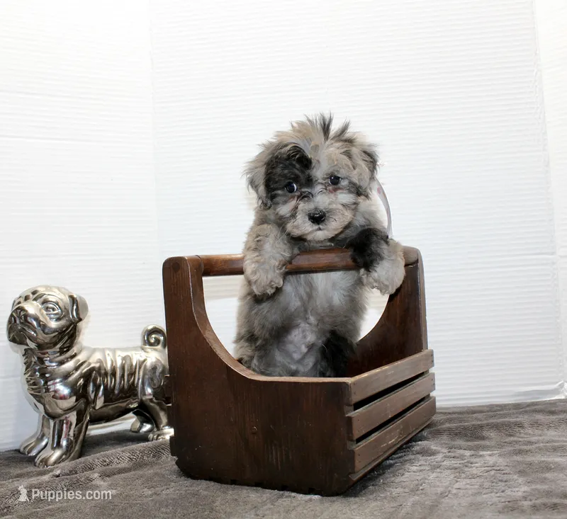 Milo – Maltese, Poodle - Toy  puppy for sale in Russellville, KY