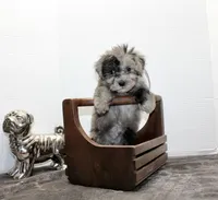 Milo, a male Maltese and Poodle - Toy  for sale in Russellville, KY – Photo 1 of 7