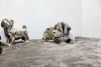 Milo, a male Maltese and Poodle - Toy  for sale in Russellville, KY – Photo 5 of 7