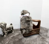 Milo, a male Maltese and Poodle - Toy  for sale in Russellville, KY – Photo 4 of 7