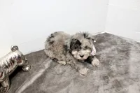 Milo, a male Maltese and Poodle - Toy  for sale in Russellville, KY – Photo 7 of 7