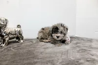 Milo, a male Maltese and Poodle - Toy  for sale in Russellville, KY – Photo 6 of 7