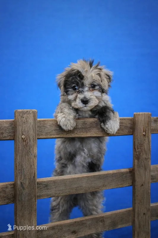 Milo – Maltese, Poodle - Toy  puppy for sale in Russellville, KY